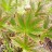 Роджерсия конскокаштанолистная, Rodgersia aesculofolia - Роджерсия конскокаштанолистная, Rodgersia aesculofolia, листья при роспуске.
